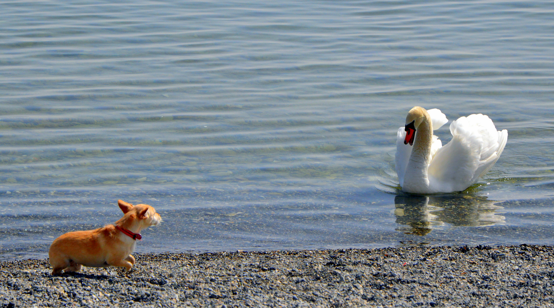 Linda und der Schwan