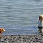 Linda und der Schwan