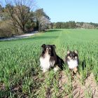 LInda und Wickie im Getreidefeld