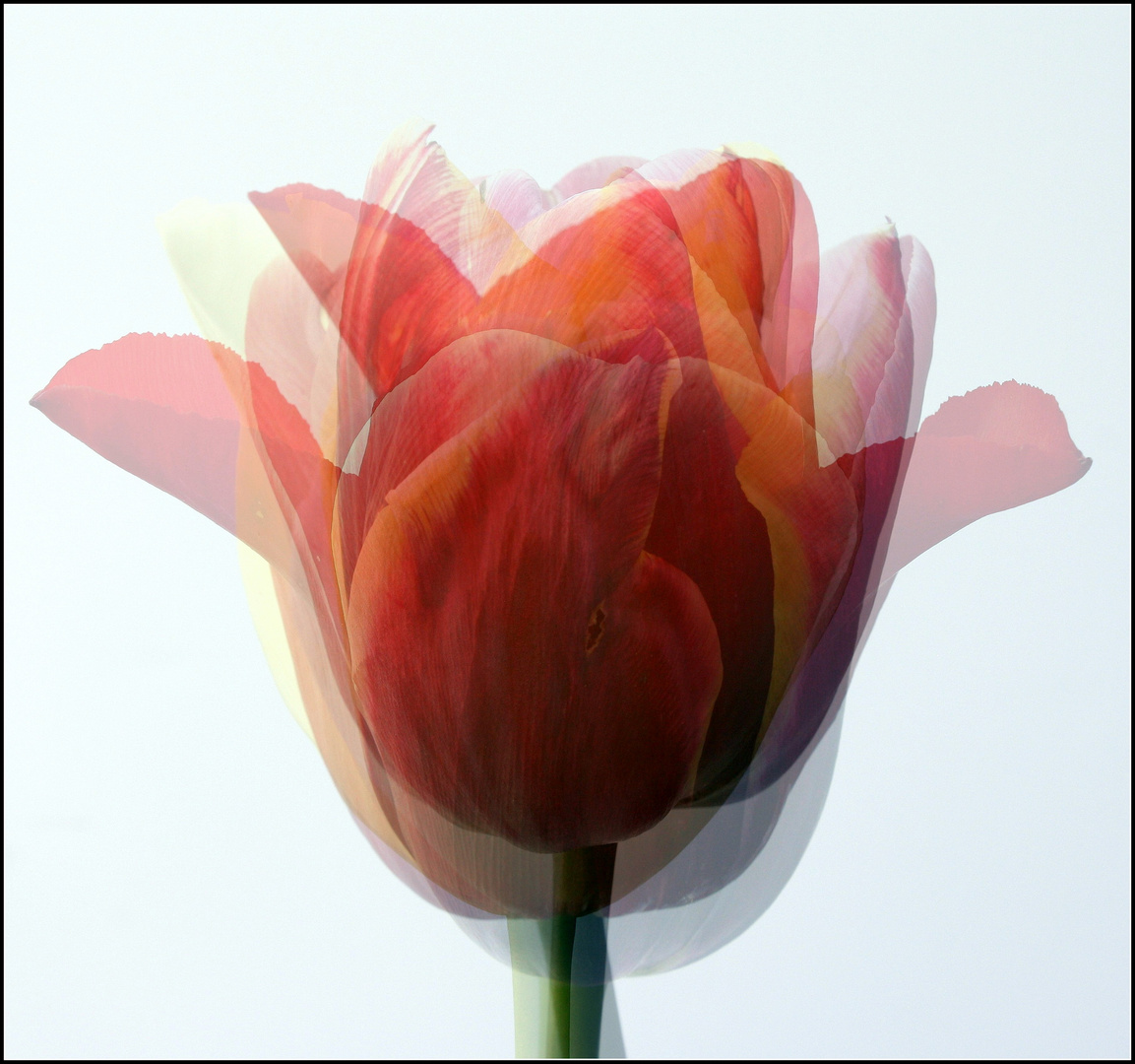 Lindas Tulpen