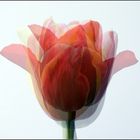 Lindas Tulpen