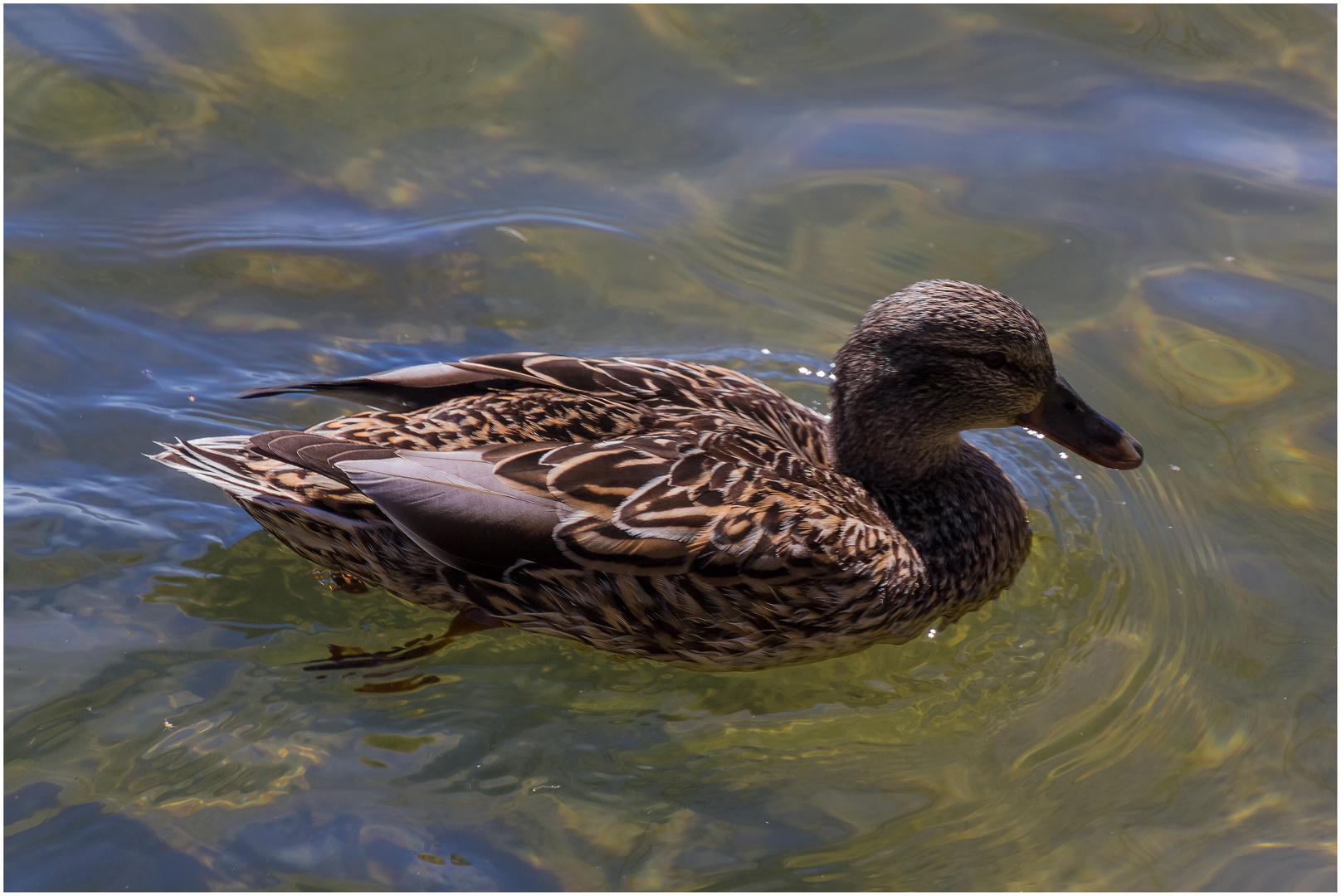 Lindauer Bodenseeente