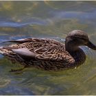 Lindauer Bodenseeente