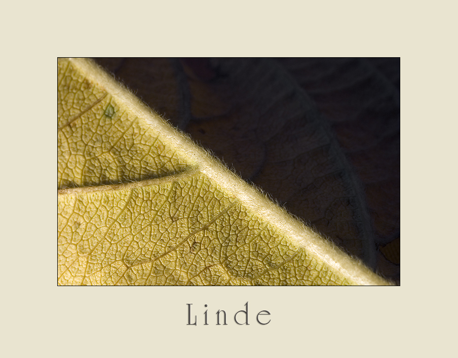 Linde.