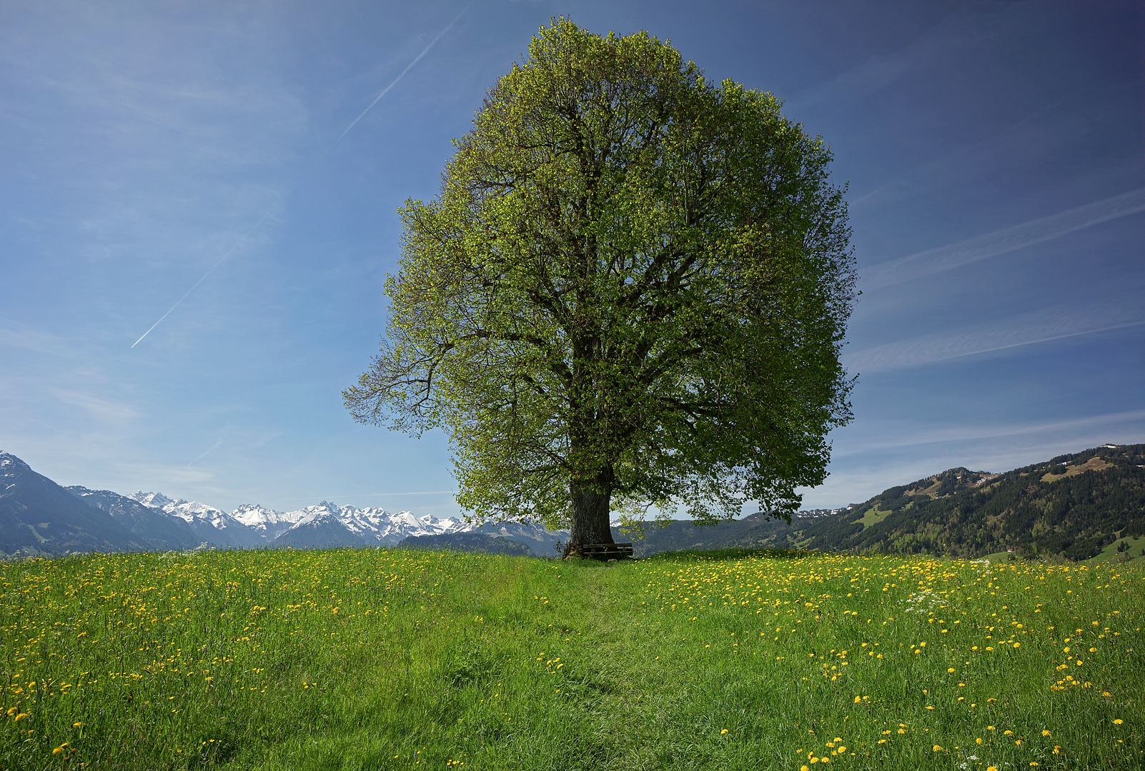 Linde Foto & Bild baum, frühling, natur Bilder auf