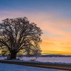 Linde am frühen Abend