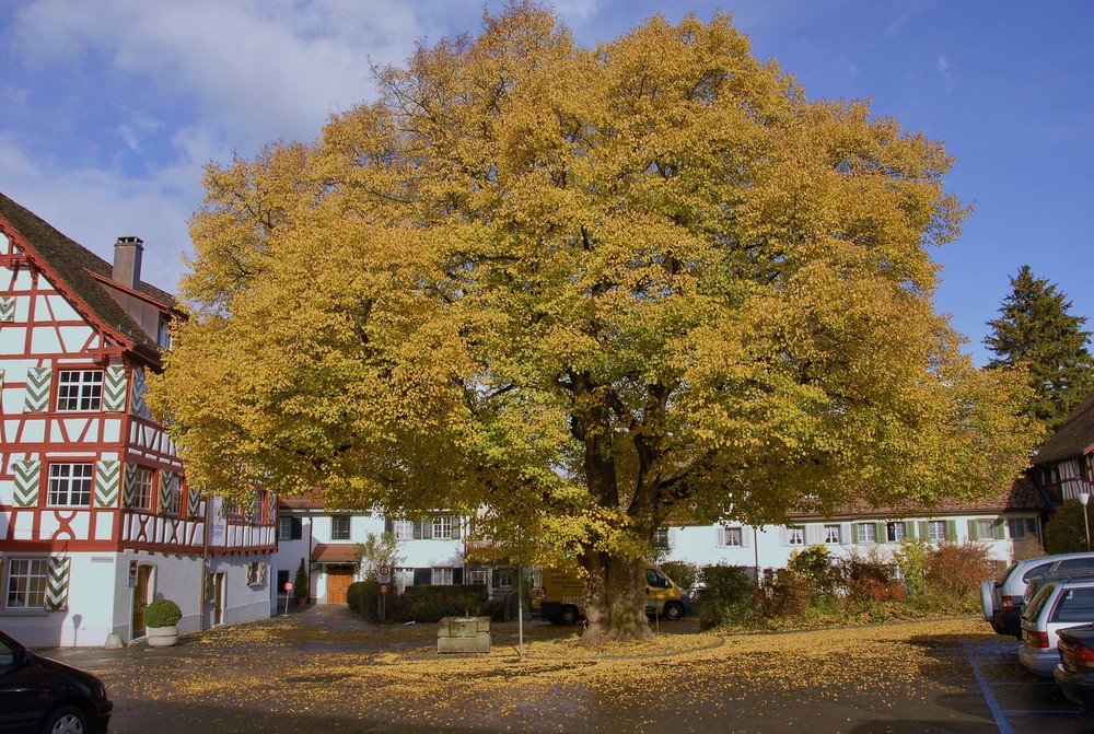 Linde am Kehlhofplatz