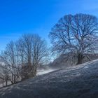 Linde an der Nebelgrenze