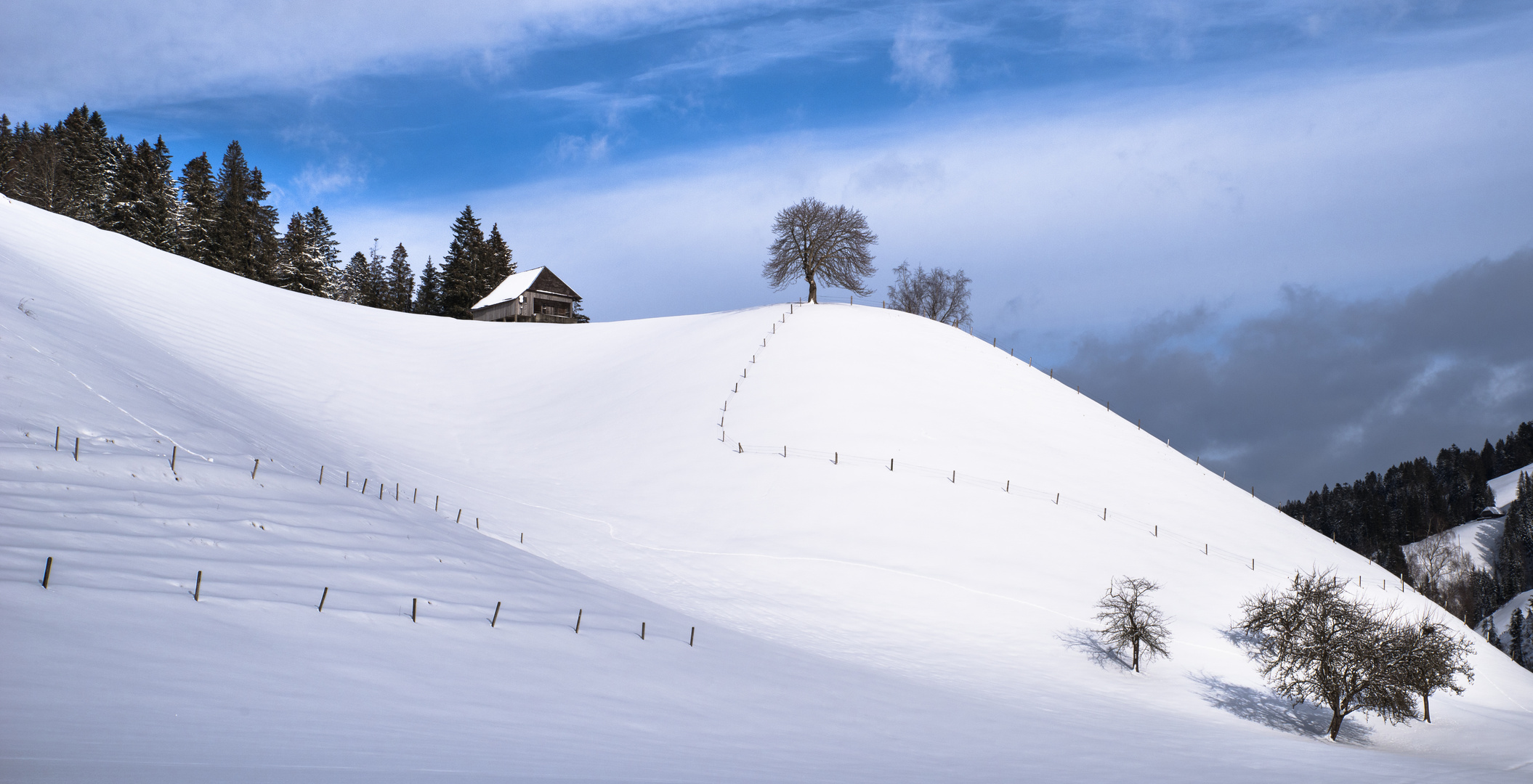 Linde an der Sonne