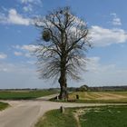 Linde auf dem Plateau von Margraten (NL)