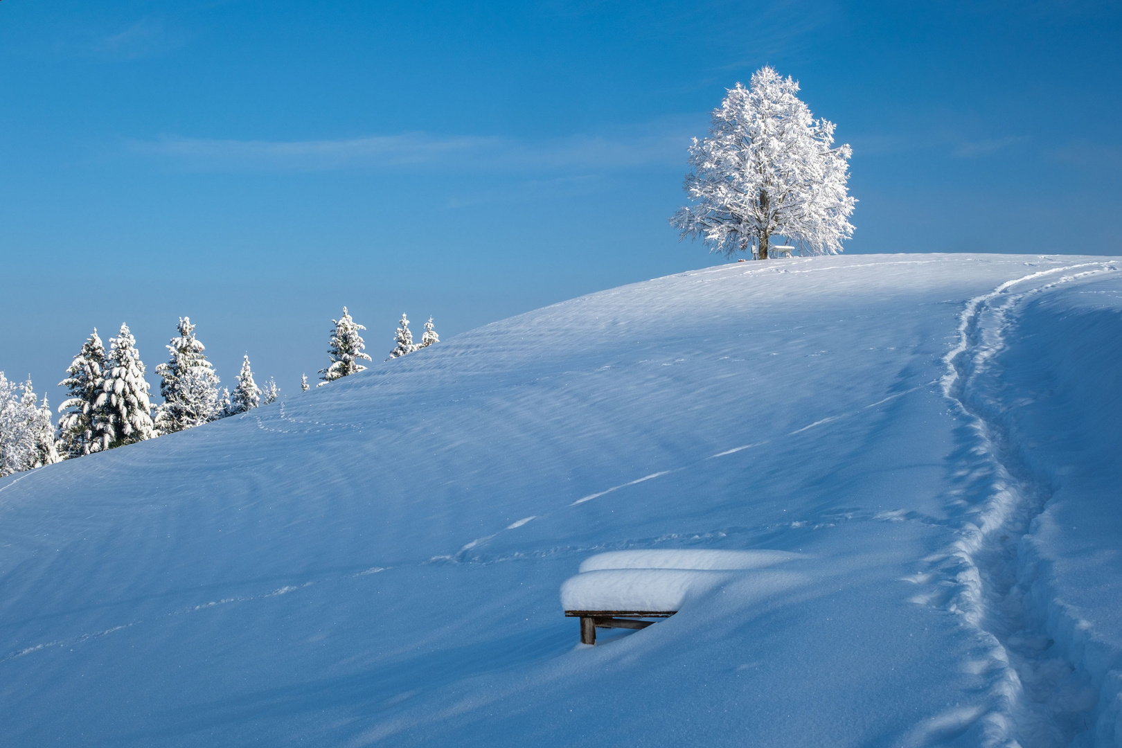 Linde auf Hügel im Schnee