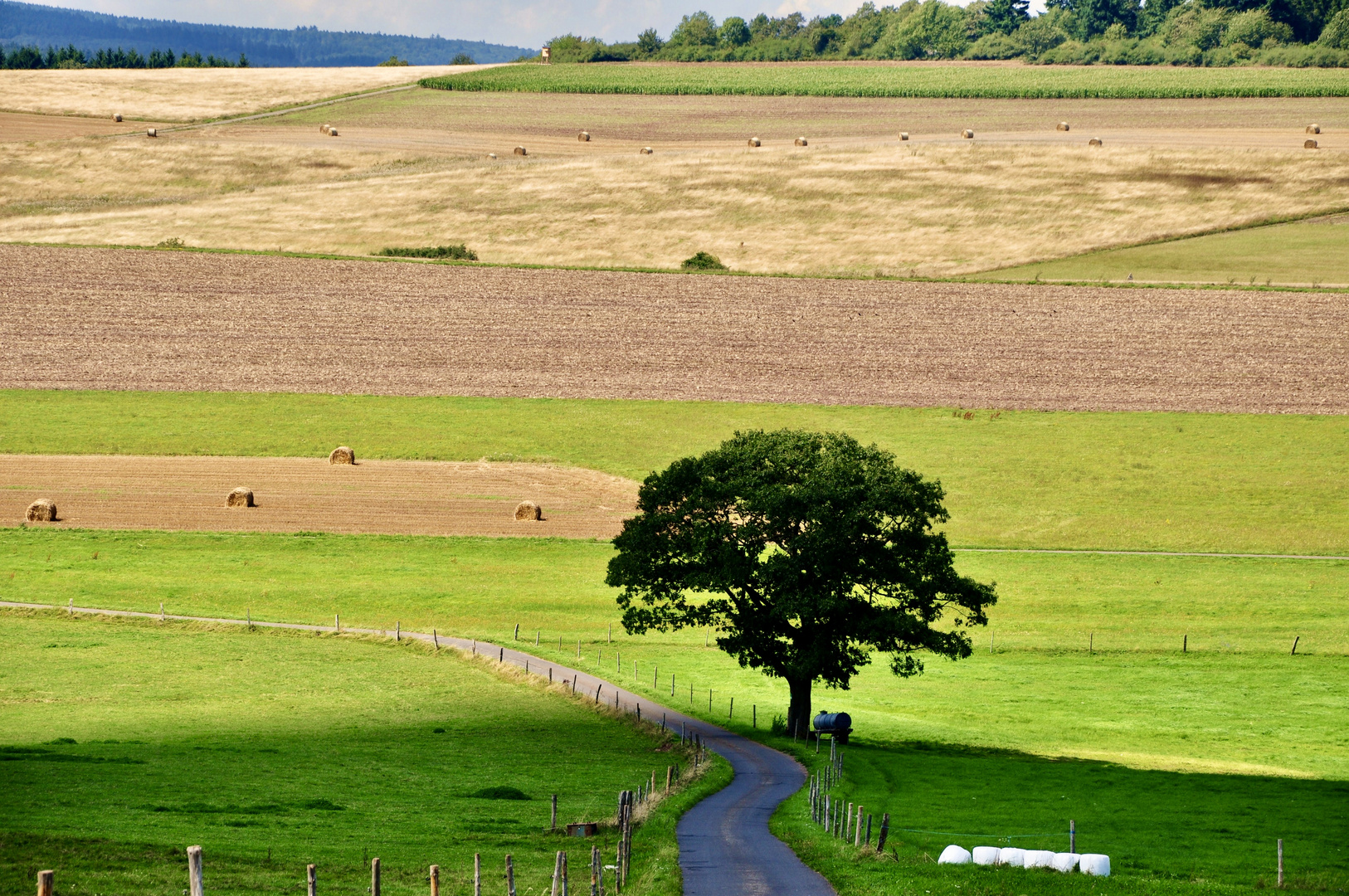 Linde bei Rimsberg