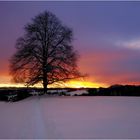 Linde im Abendlicht