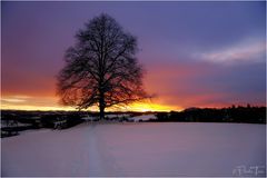 Linde im Abendlicht