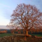 Linde im Abendlicht