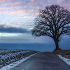 Linde im Abendrot