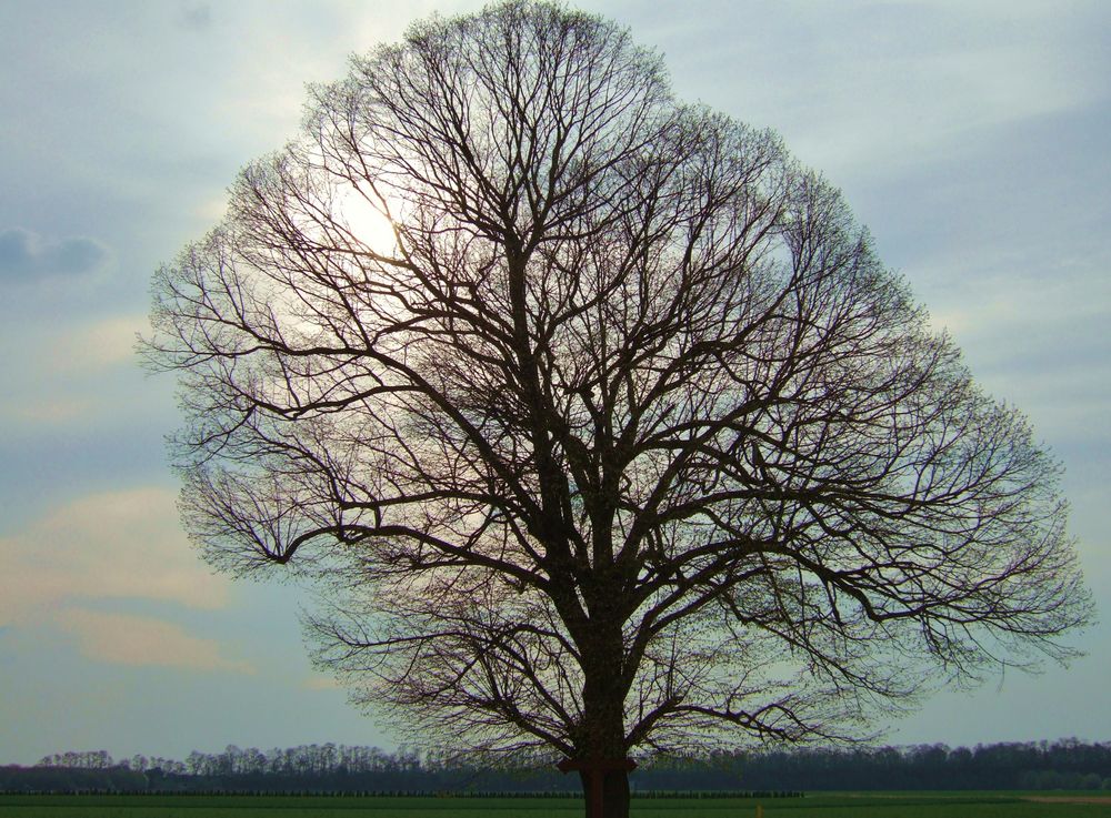 Linde im Herbst