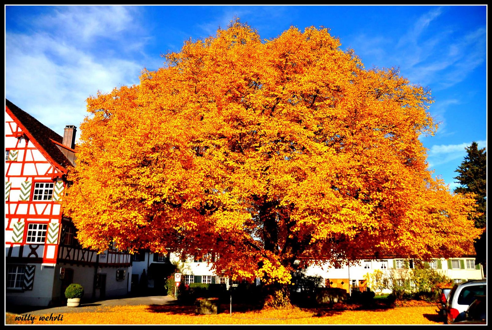 Linde im Herbstkleid