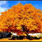 Linde im Herbstkleid