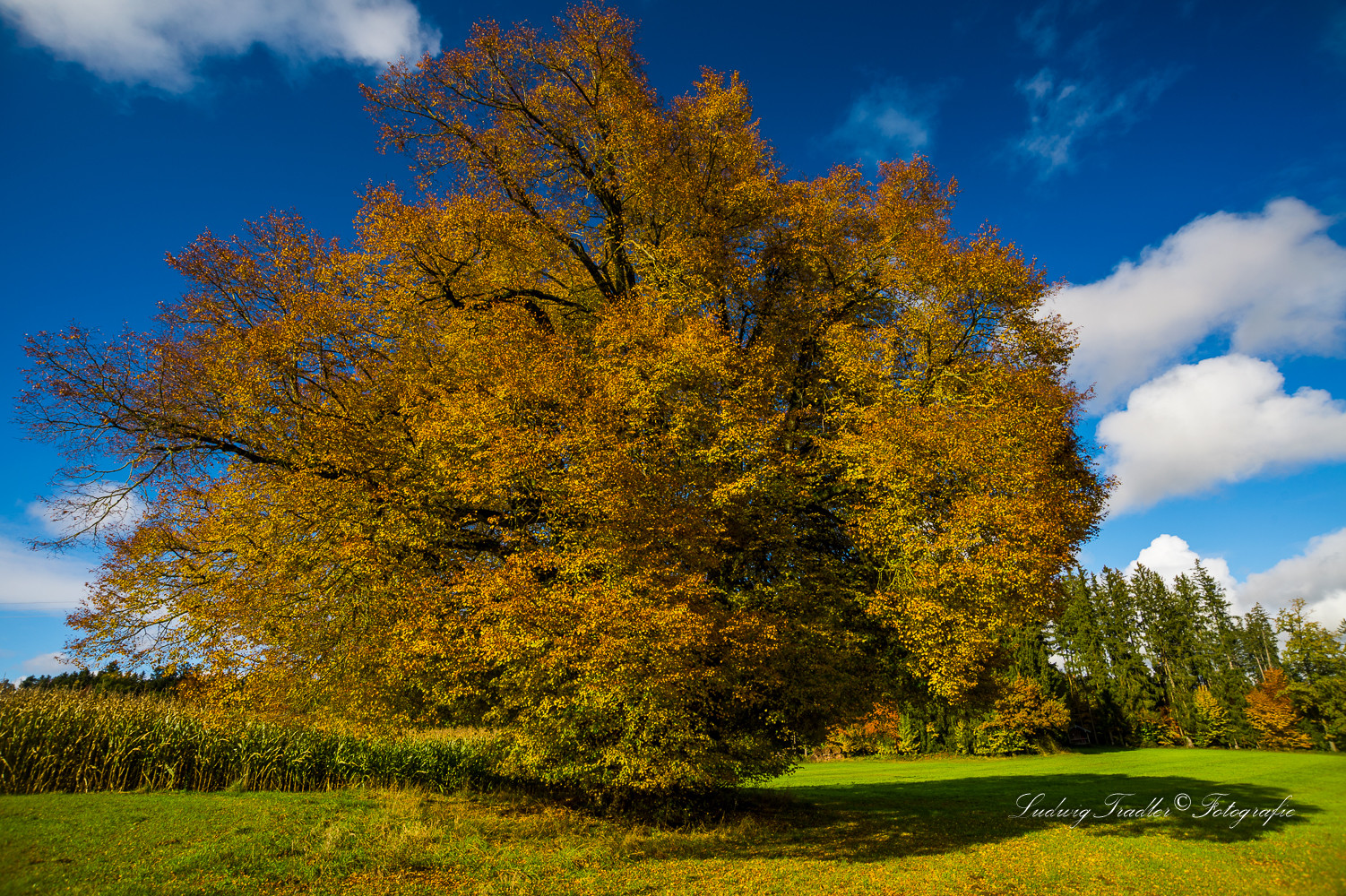 Linde im Herbstlaub