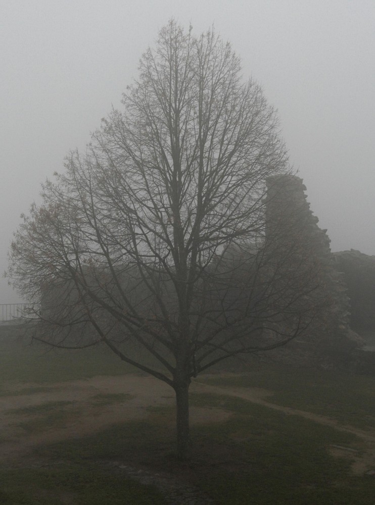 Linde im Herbstnebel