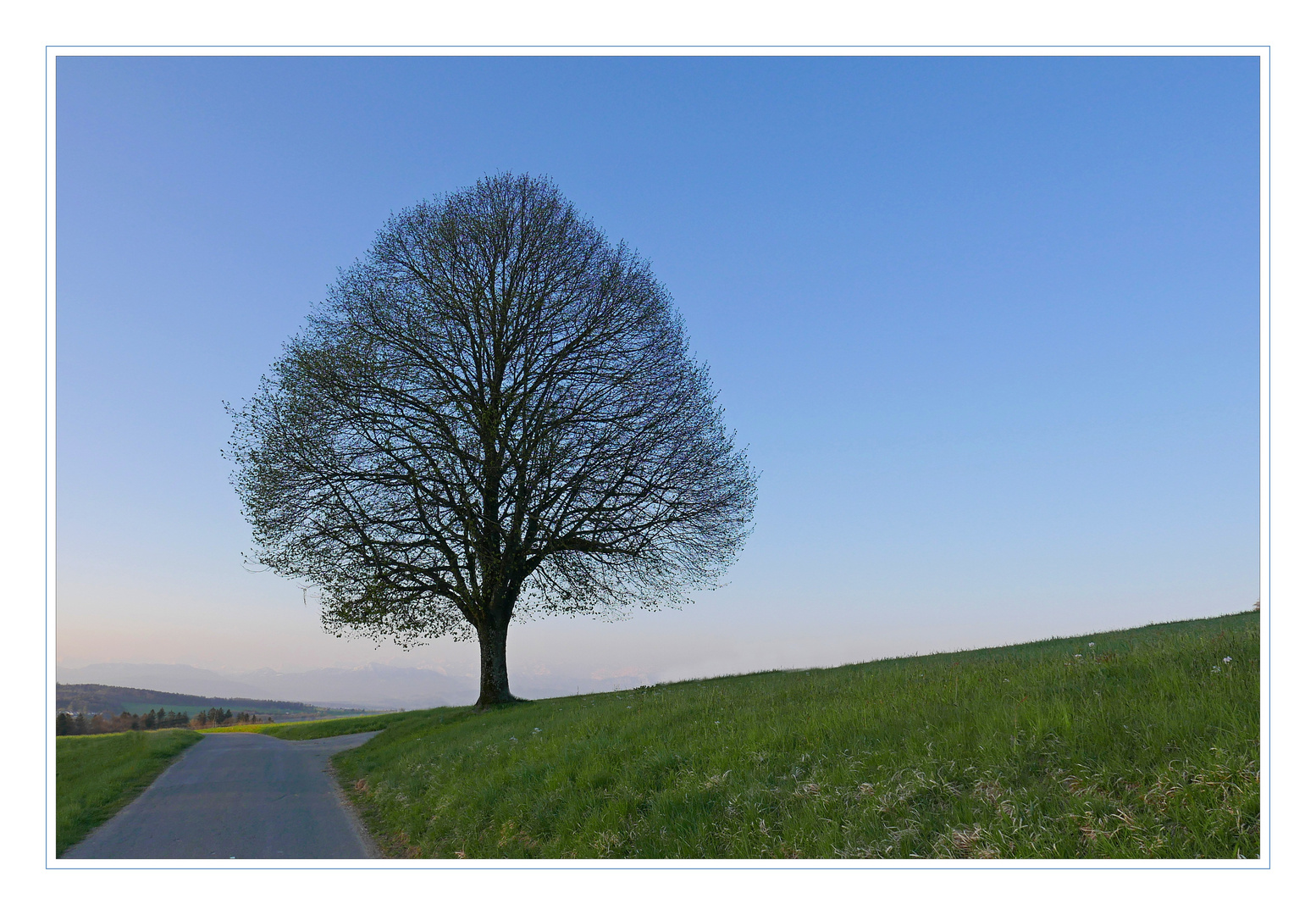 Linde im Morgenlicht.