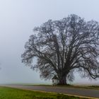 Linde im Nebel