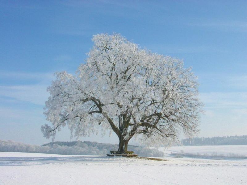 Linde im Winter