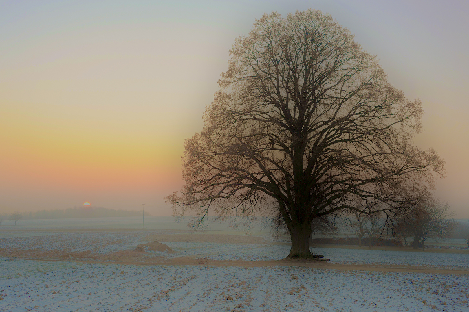 Linde im Winter