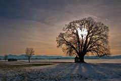 Linde im Winter