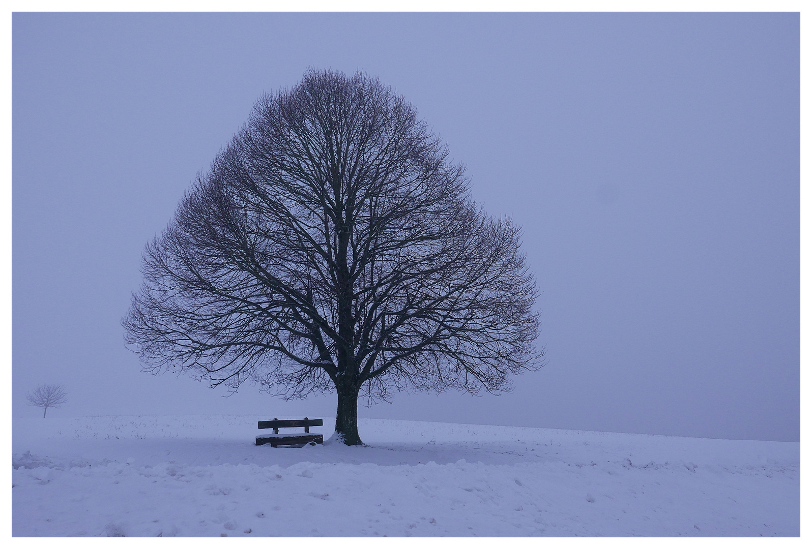 Linde im Winter - 2