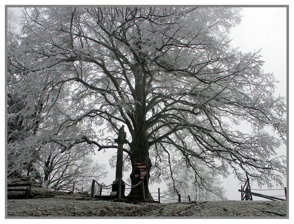 Linde im Winter