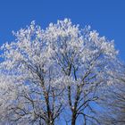 Linde im Winterkleid