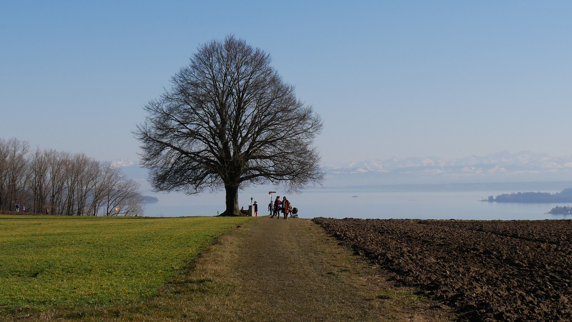 Linde im Winterschlaf