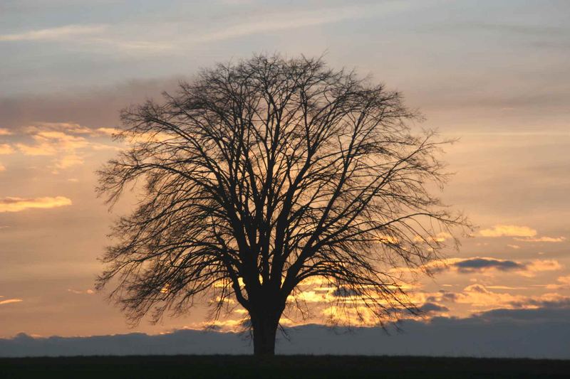 Linde in Abenddämmerung