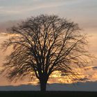 Linde in Abenddämmerung