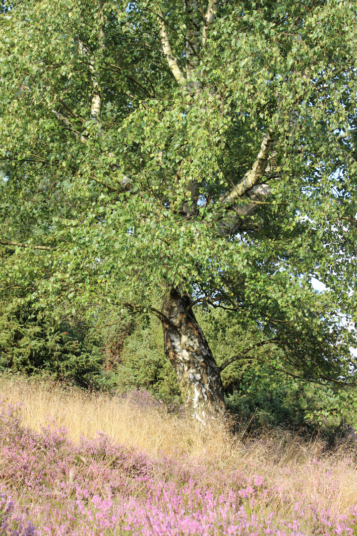 Linde in der Heide