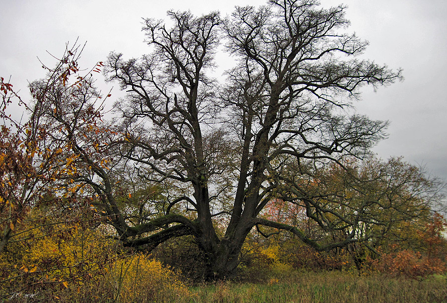 Linde in Michelbach