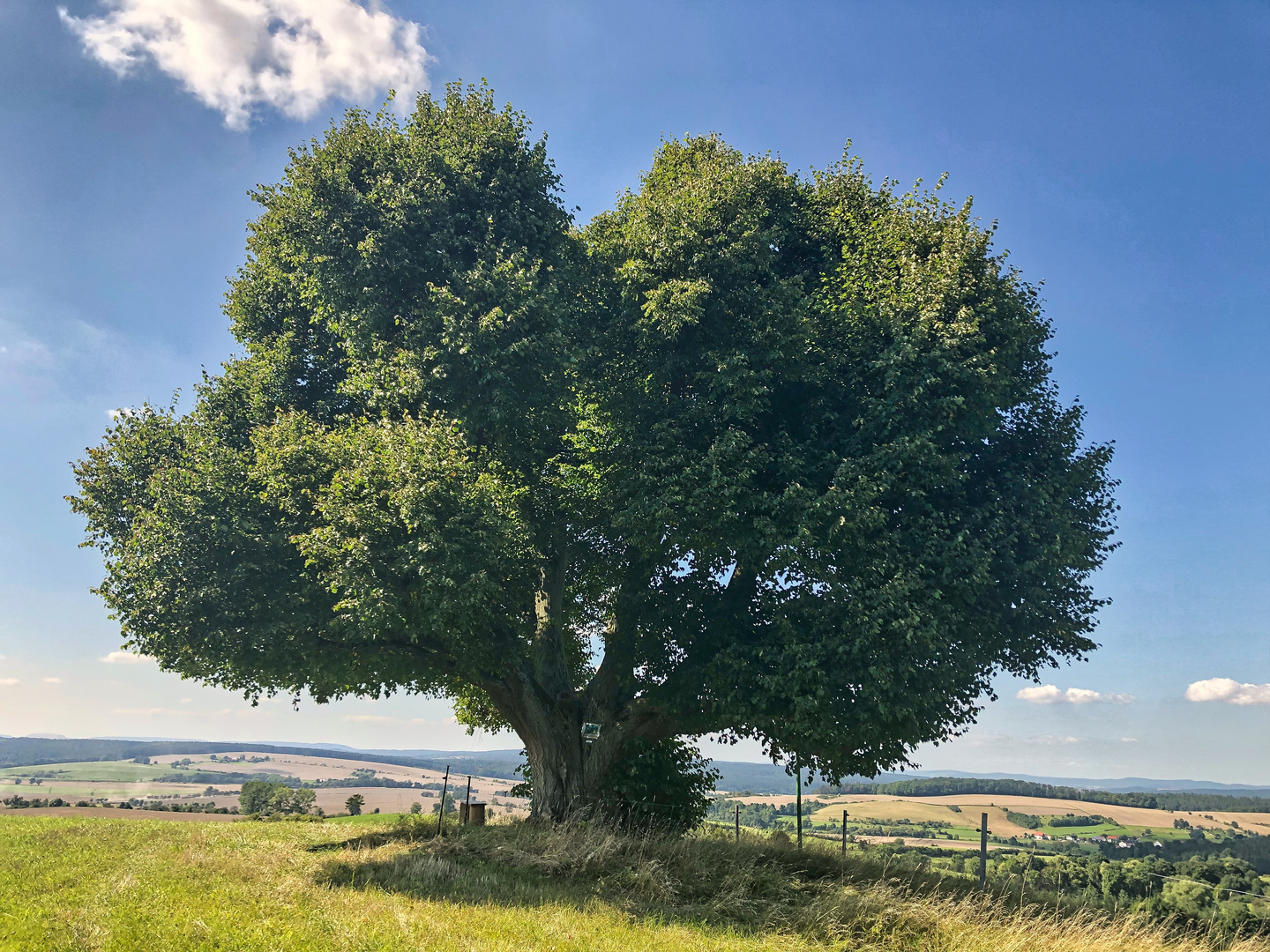 Linde in Möhra  