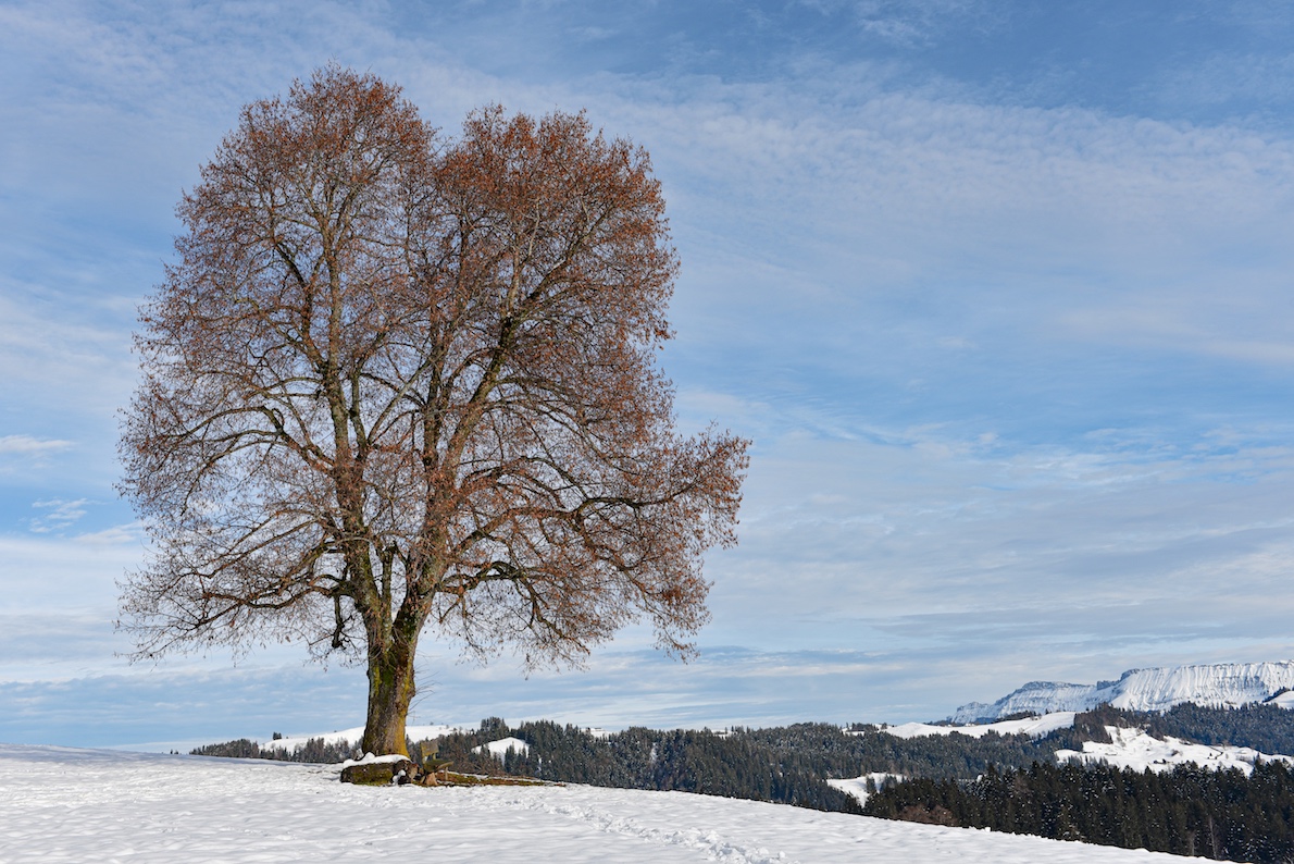 Linde mit Bänkchen