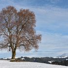 Linde mit Bänkchen