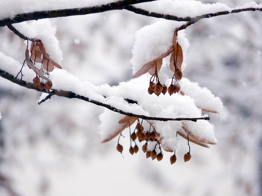 Linde mit Schnee