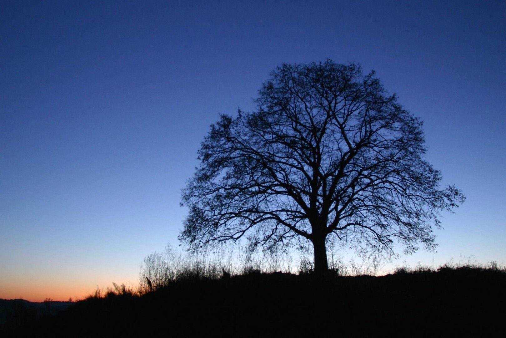 Linde nach Sonnenuntergang