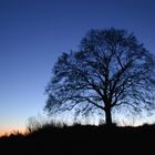 Linde nach Sonnenuntergang