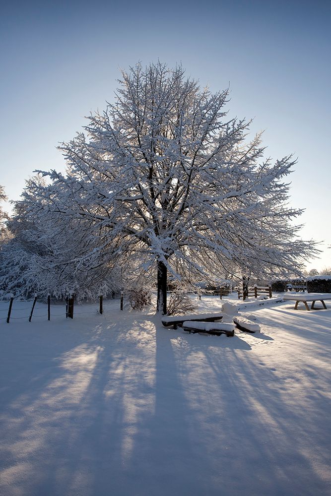 Linde Schnee Gegenlicht Schatten Bänke