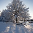 Linde Schnee Gegenlicht Schatten Bänke