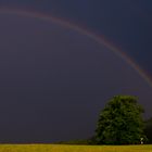 Linde unter dem Regenbogen