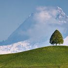 Linde vor Schreckhorn