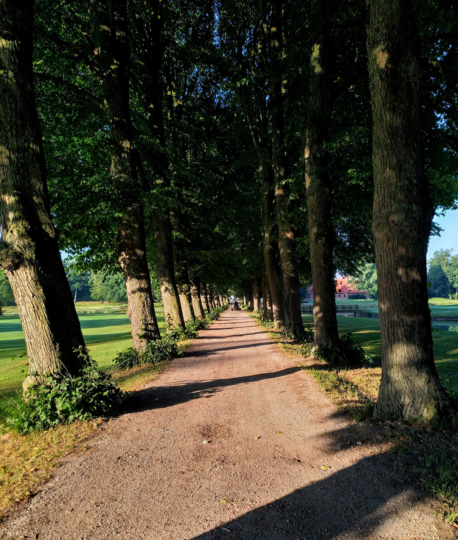 Linden-Allee Richtung Herrenhaus