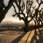 Linden am Kloster Michaelsberg, Bamberg